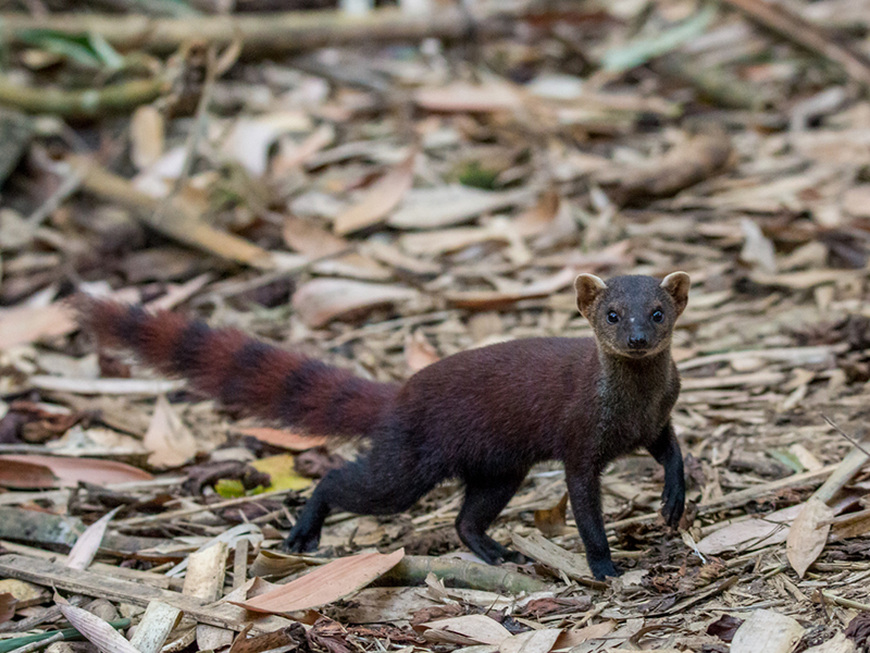 Fosa de Madagascar