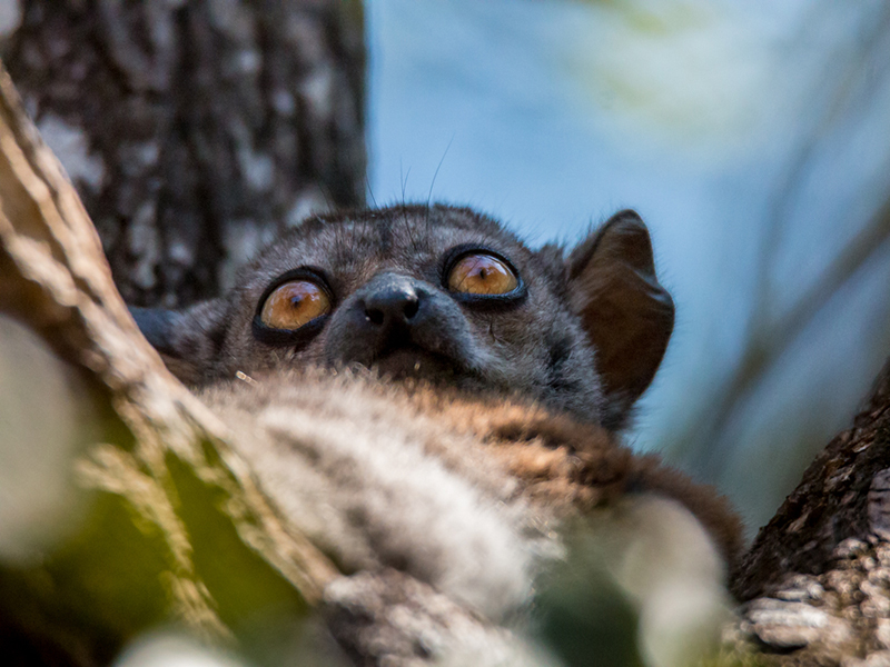 lémurien de Madagascar