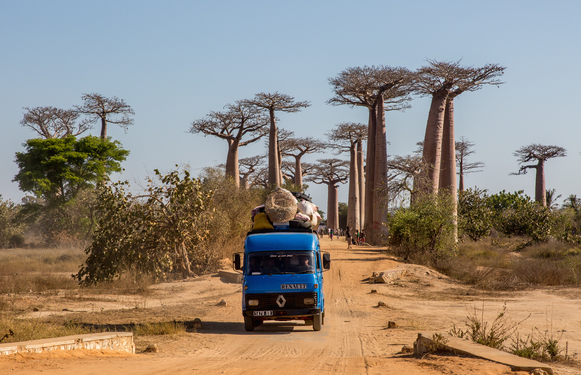 L'allée des baobabs