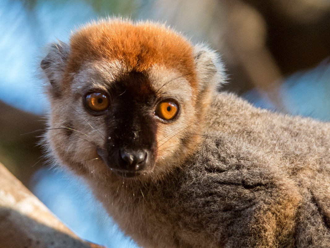 lémuriens de madagascar