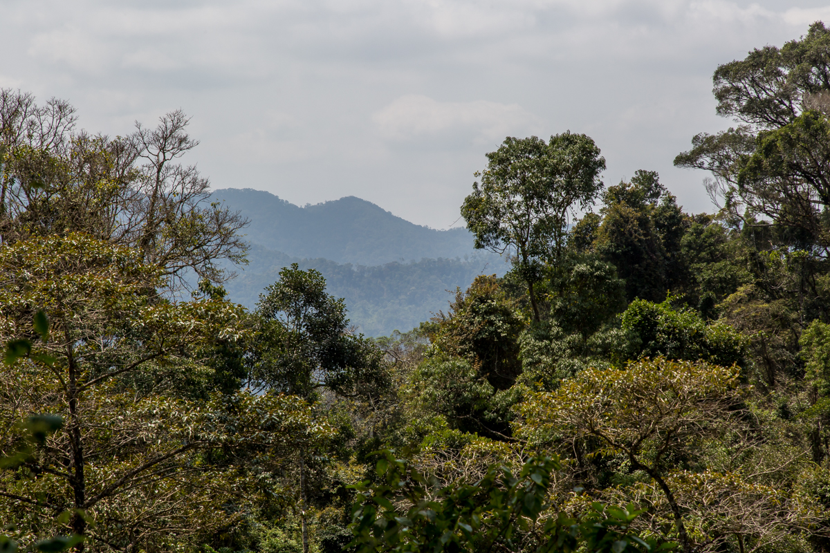 paysage de madagascar