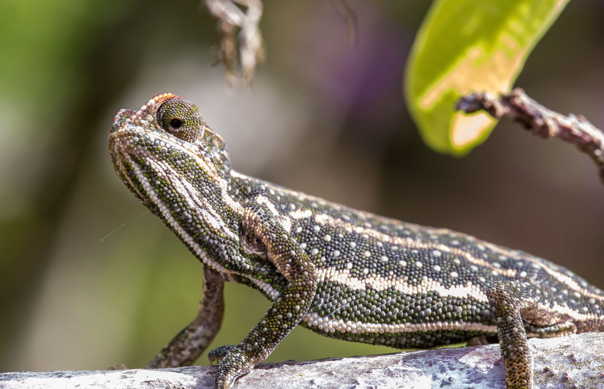 Caméléon au parc d'attraction de Madagascar