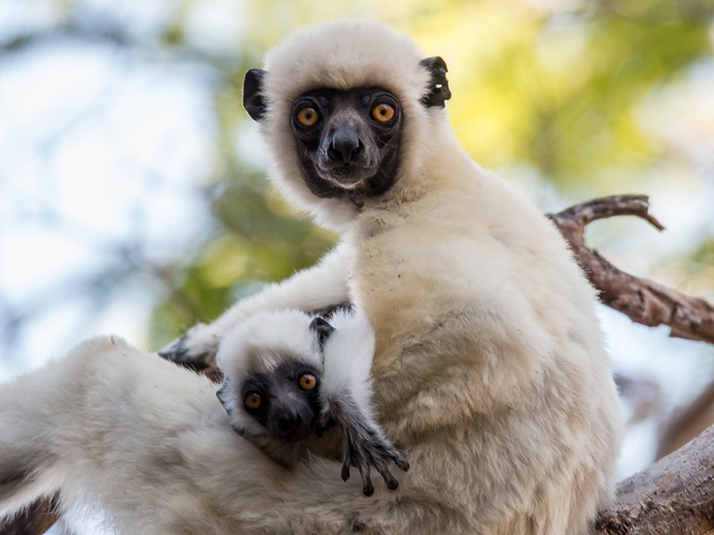 Lémuriens de Madagascar