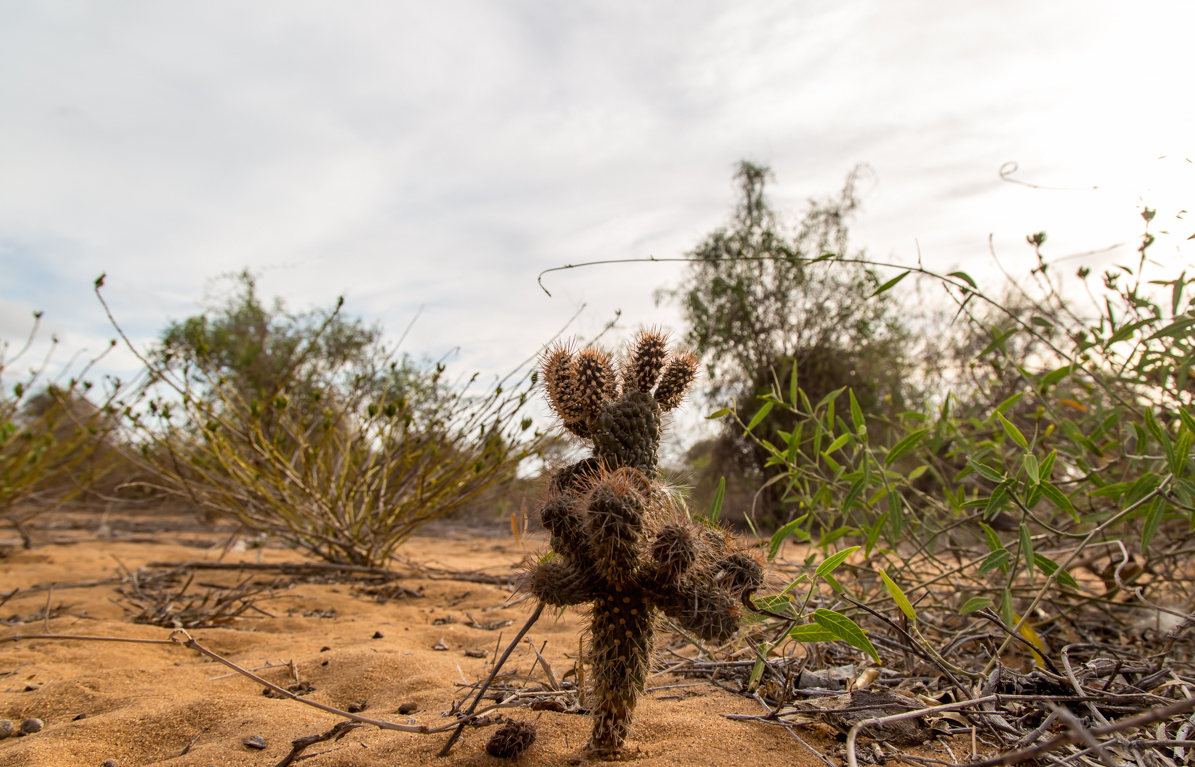 forêt épineuse du sud de Madagascar